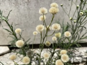 Erigeron bonariensis pappuses