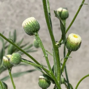 Erigeron bonariensis phyllaries