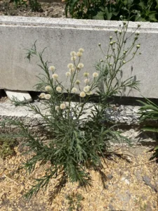 Erigeron bonariensis plants and leave shape