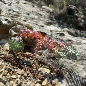 Euphorbia veneris plant