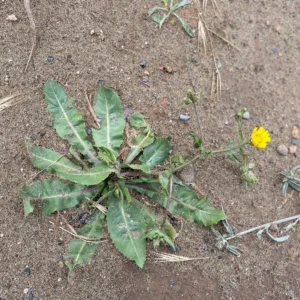 Hypochaeris achyrophorus