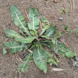 Hypochaeris achyrophorus Rosette