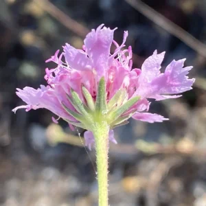 Lomelosia cyprica bracts
