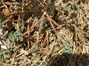 Lotus halophilus Siliques