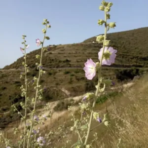 Malva unguiculata inflorescences