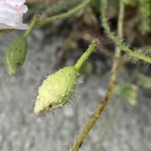 Papapaver rhoeas subsp. roeas Bristles on sepals