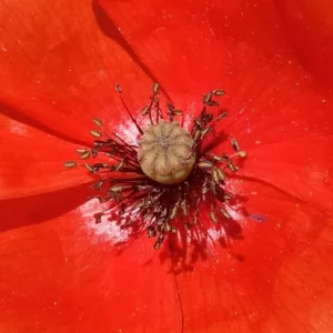 Papapaver rhoeas subsp. roeas Capsule with 10 rays