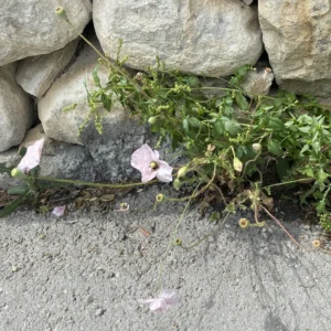 Papapaver rhoeas subsp. roeas Capsules with 10-14 rays