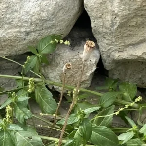Papapaver rhoeas subsp. roeas Dry capsules