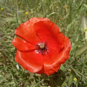 Red Papaver rhoeas subspecies rhoeas