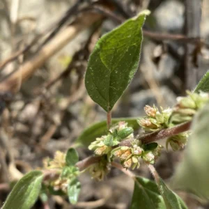 Parietaria judaica flowers