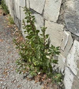 Parietaria judaica the plant