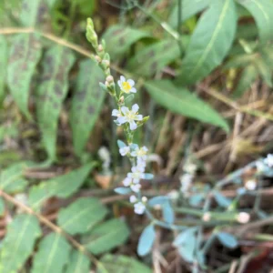 Polygonum equisetiforme branch