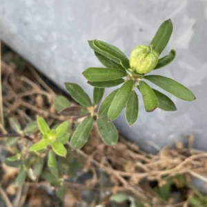 Rubia tenuifolia Leaves