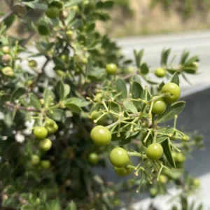 Rubia tenuifolia Raw fruit