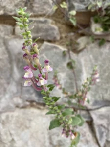 Scutellaria cypria subsp. elatior