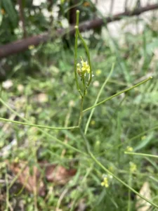 Sisymbrium orientale