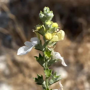 Teucrium creticum white