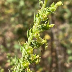 Teucrium kotschyanum flowers