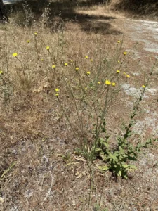 Tolpis virgata subsp. virgata plant
