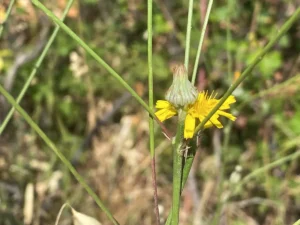 Tolpis virgata subsp. virgata branches overtopping central capitulum