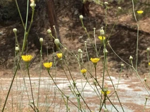 Tolpis virgata subsp. virgata corymbose inflorescence variation