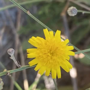 Tolpis virgata subsp. virgata florets