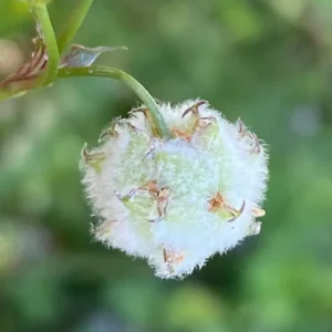 Trifolium tomentosum fruit