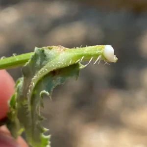Urospermum picroides bitter, milky sap