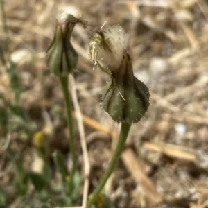 Urospermum picroides mature bicolored bracts
