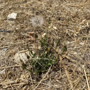 Urospermum picroides mature plant