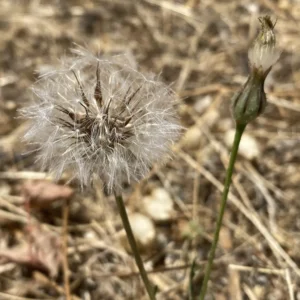 Urospermum picroides pappi