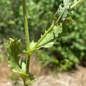 Urospermum picroides stem