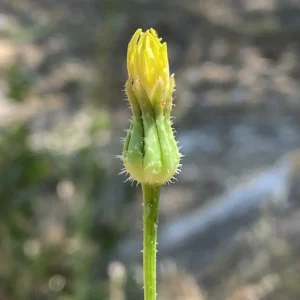 Urospermum picroides young light-green bracts