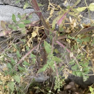 Sonchus asper subsp. asper basal leaves