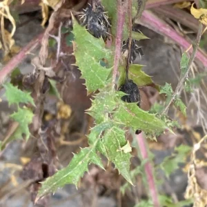 Sonchus asper subsp. asper spiny margins on basal leaves