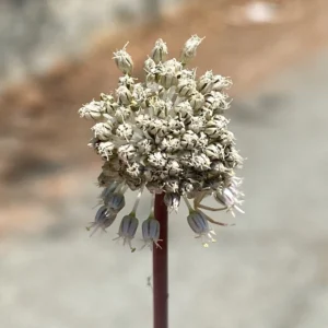 Allium willeanum