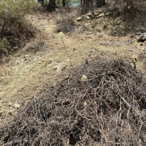 Allium willeanum height