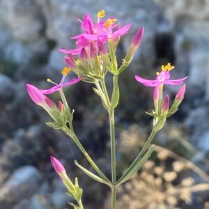 Centaurium erythraea subsp. rhodense