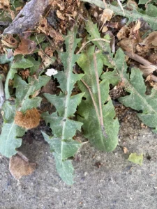 Chondrilla juncea basal leaves