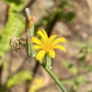 Chondrilla juncea flower