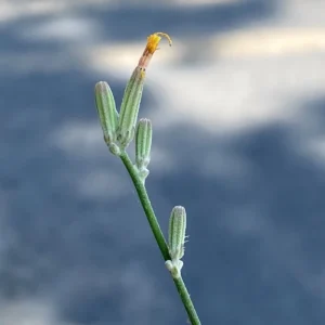 Chondrilla juncea inflorescence