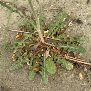 Chondrilla juncea rosette