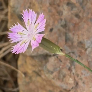 Dianthus strictus subsp. troodi