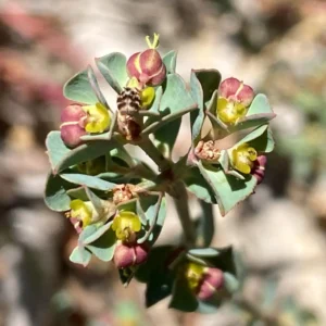Euphorbia cassia subsp. rigoi
