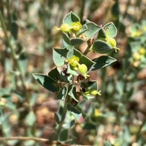 Euphorbia cassia subsp. rigoi