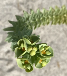 Euphorbia paralias fruits