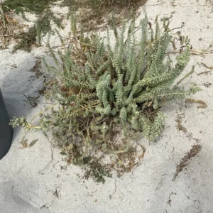 Euphorbia paralias habitat