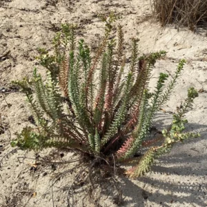 Euphorbia paralias