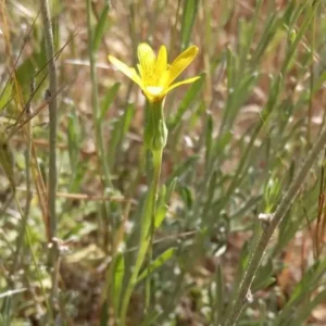 Hypochaeris glabra